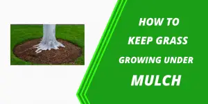 Will grass grow through mulch?