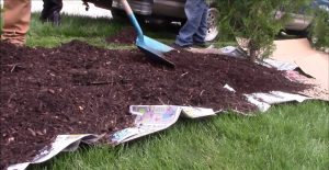 Use of Cardboard or Newspaper to keep grass from growing under mulch