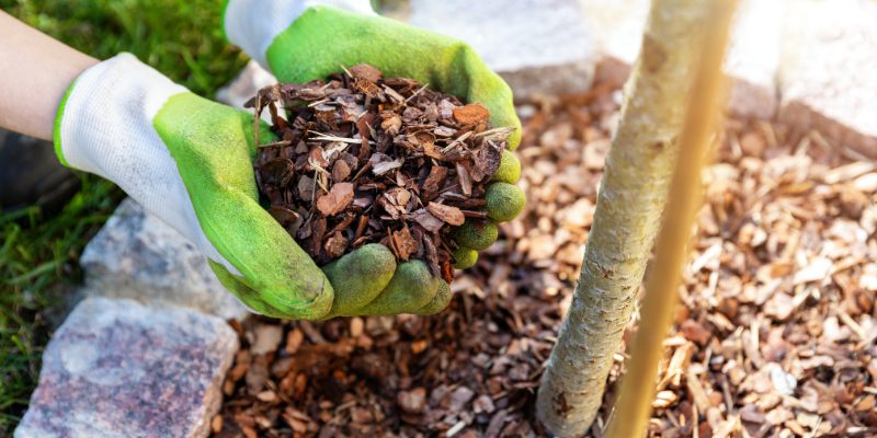 How Often to Replace Mulch