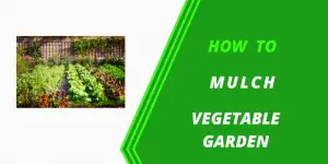 how to mulch vegetable garden