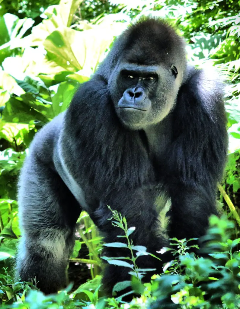 Gorilla Hair 